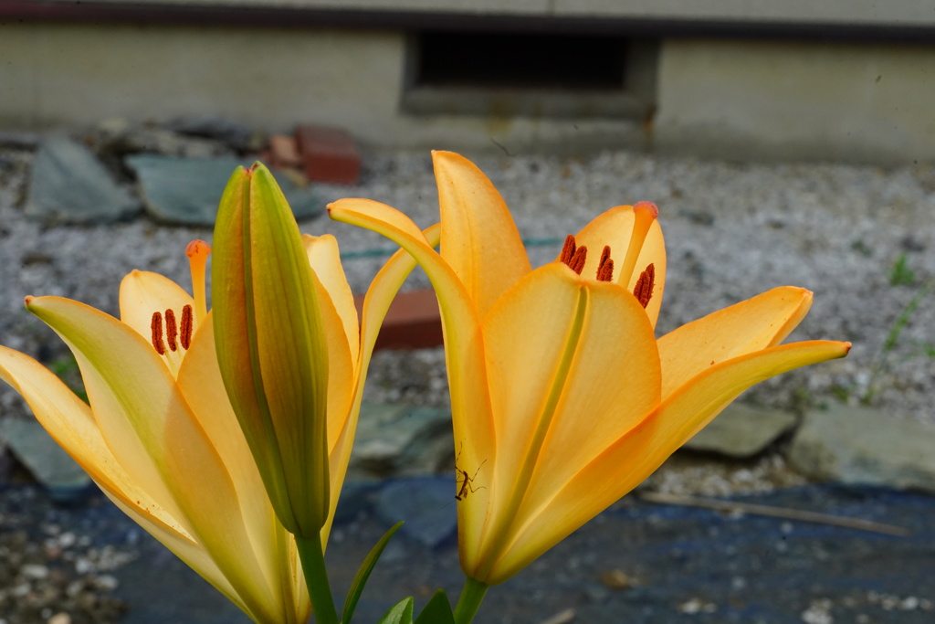 ユリにカマキリの赤ちゃん