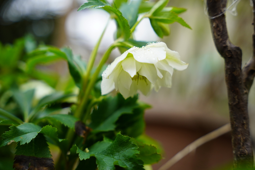 クリスマスローズ