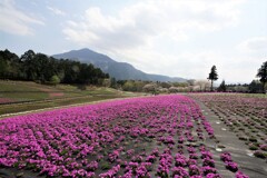 芝桜