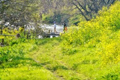 菜の花と木の橋