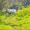 菜の花と木の橋