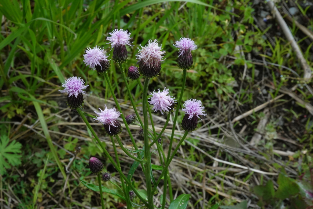 野アザミ