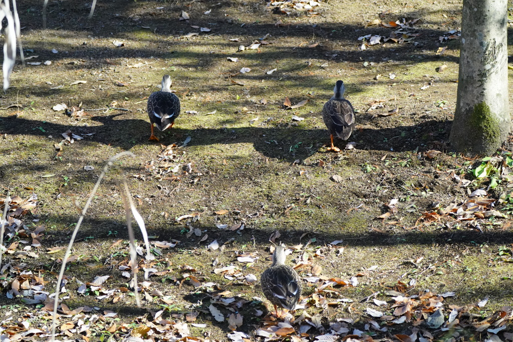 鴨の散歩