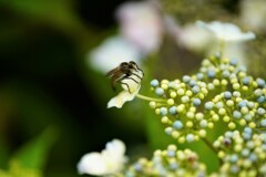 花が好き６