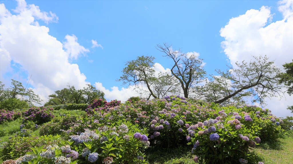 花と空