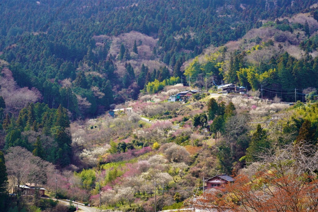 花桃の郷