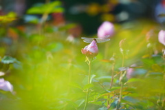 トンボもバラが好き
