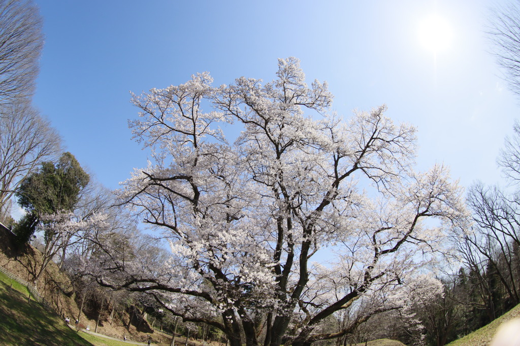 エドヒガン桜２