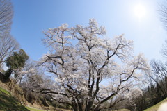 エドヒガン桜２