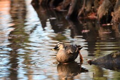 よいしょ・・・