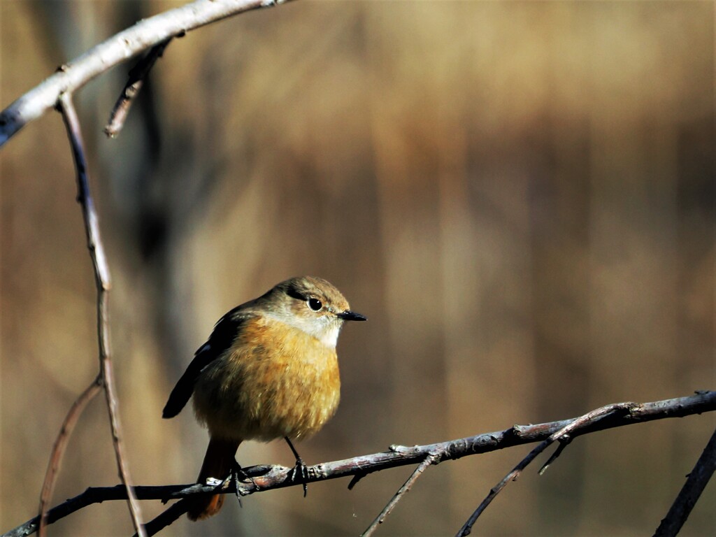 ふっくらジョビコ