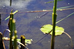 蓮池３