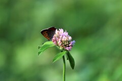 花には蝶