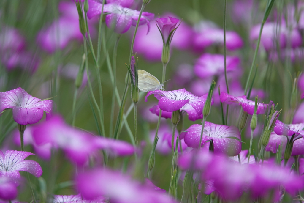 雨の麦ナデシコ４