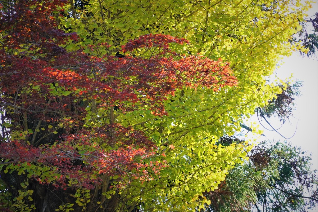 イチョウとモミジの色付き
