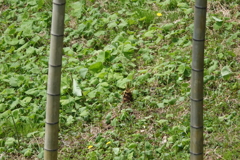 竹の間の子供
