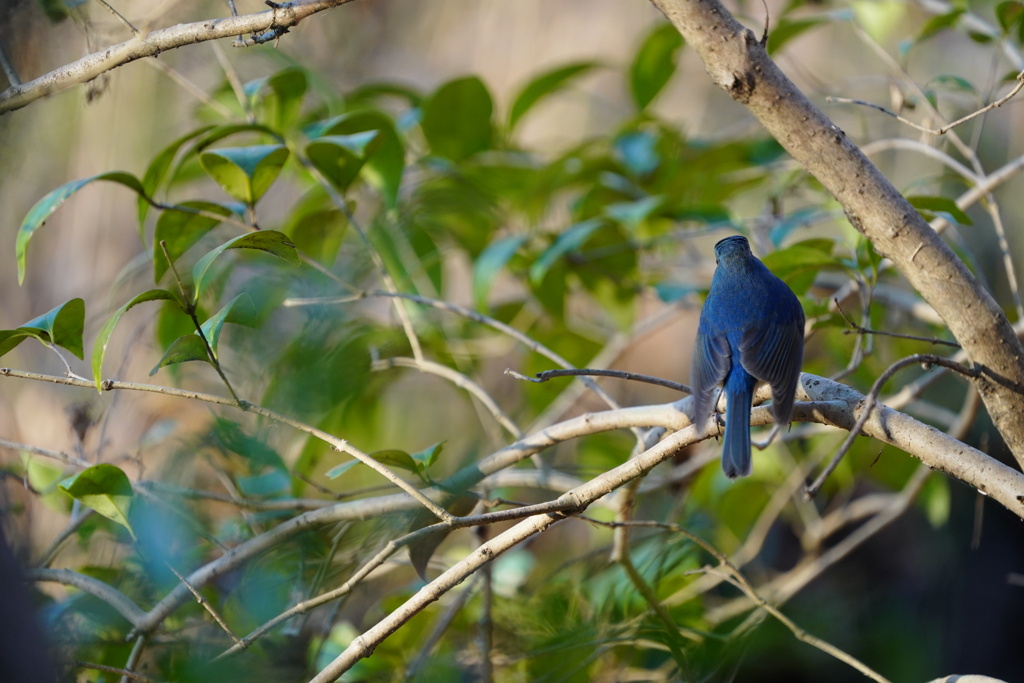 青い鳥を見つけたよ