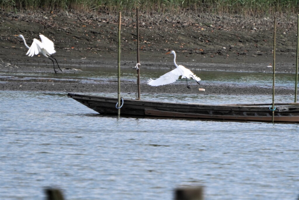 舟と白鷺