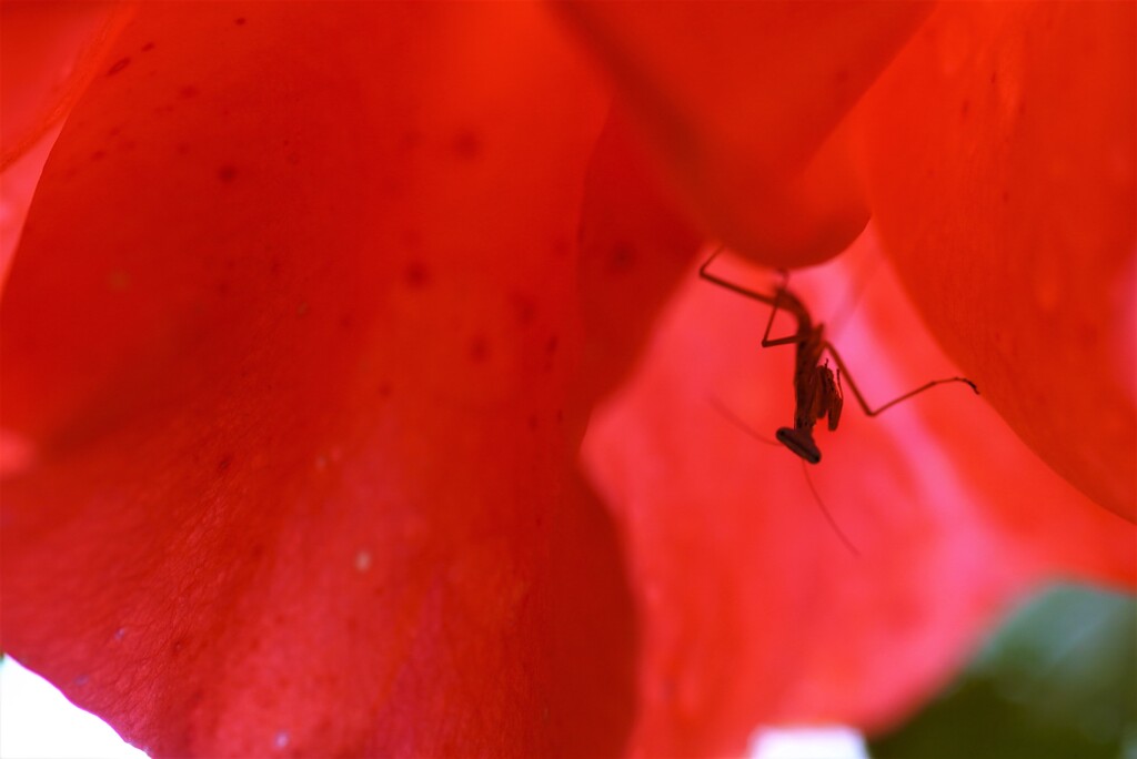 薔薇の中の怪獣？