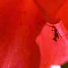 薔薇の中の怪獣？