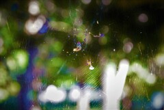 蜘蛛