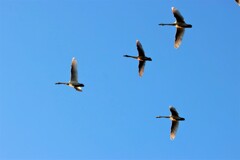 大空を飛ぶ白鳥