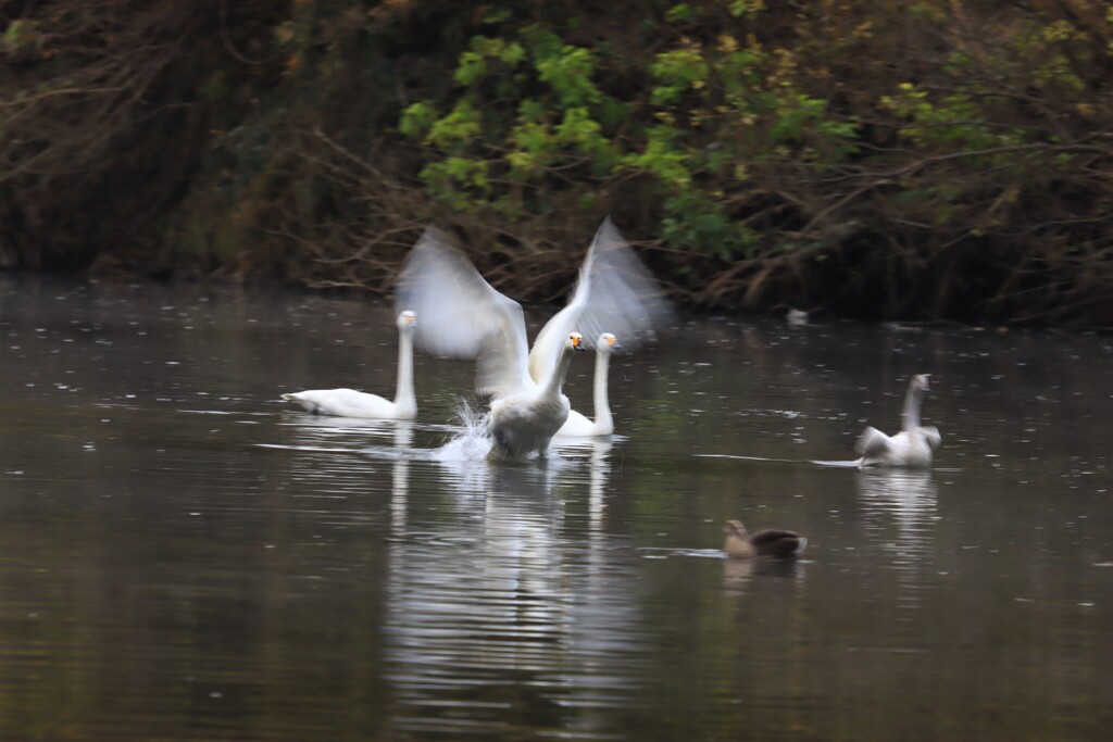 飛び立つ瞬間２