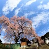 寺の枝垂れ桜