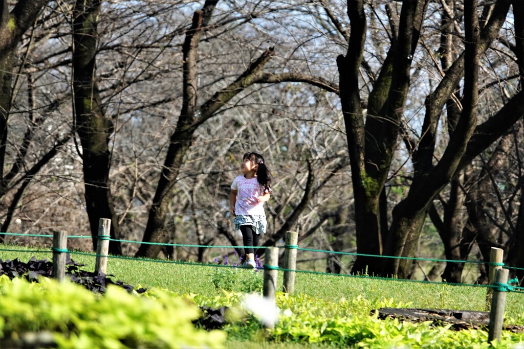 シャボン玉を追って