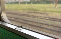 ギドロンの憂鬱