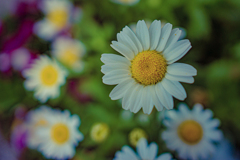 Marguerite