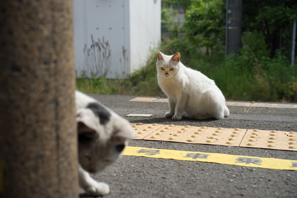 振り向けば奴がいる