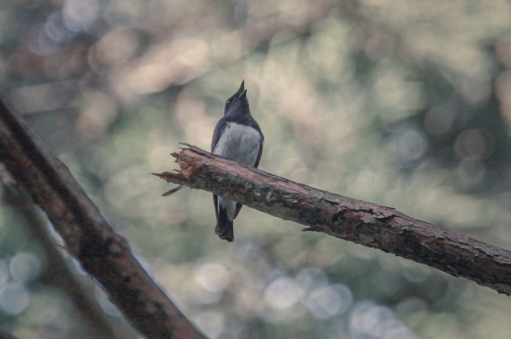 なんだ、あれが僕たちの探している青い鳥なんだ