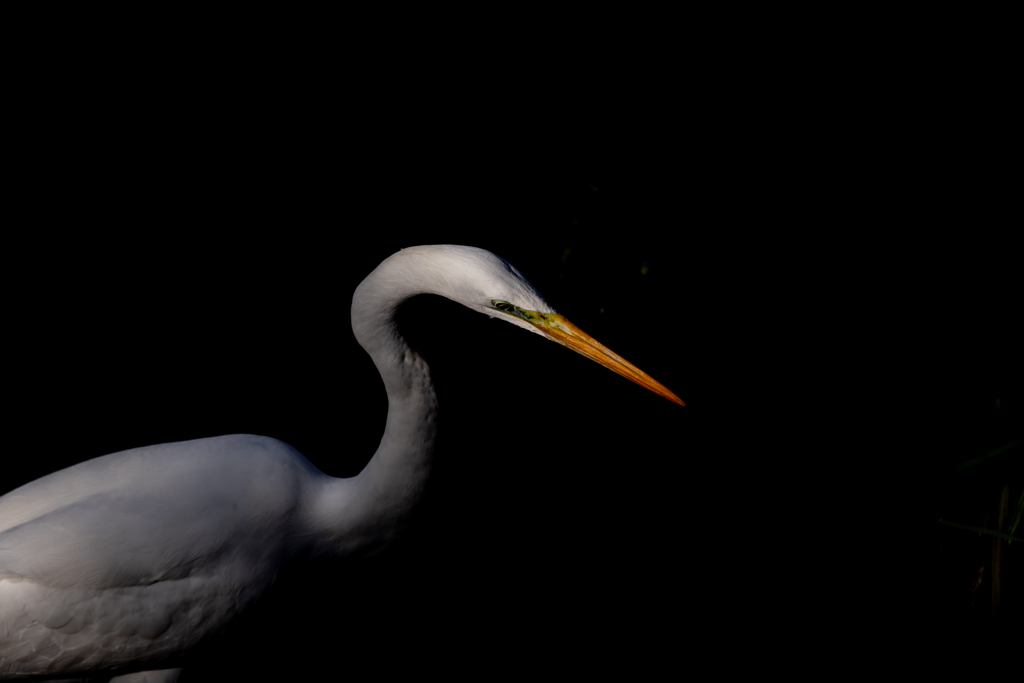 This smells like some kind of scam