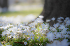 Spring starflower
