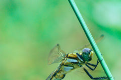 There is a dragonfly on a branch.