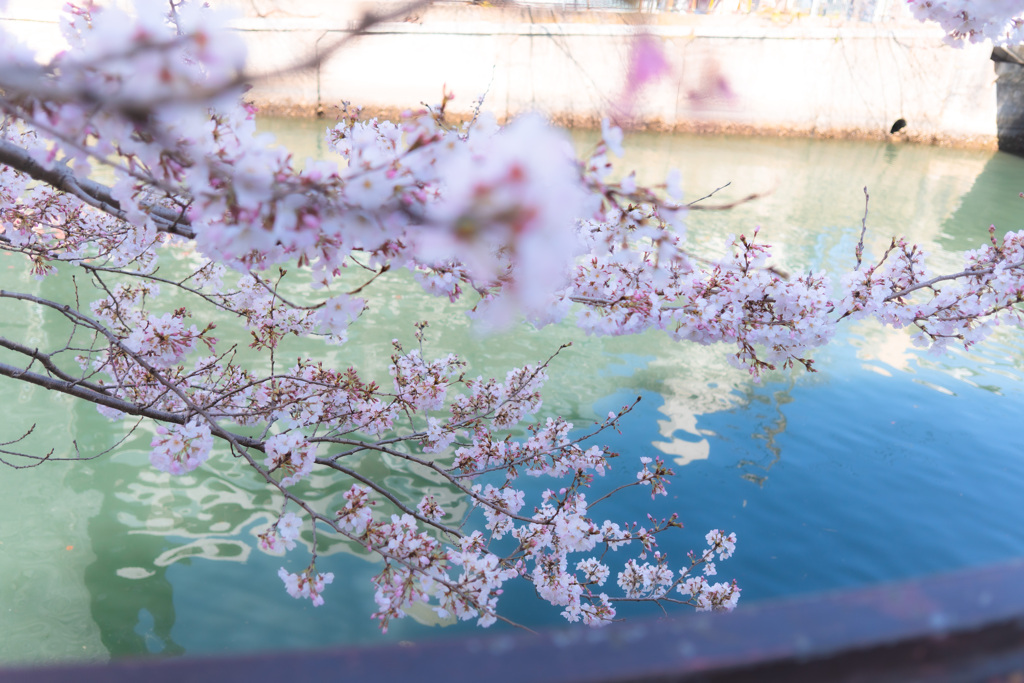 桜