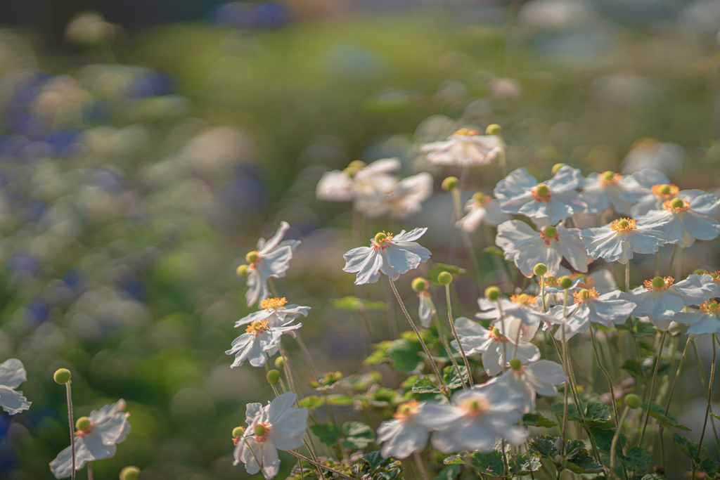 Where flowers bloom so does hope.