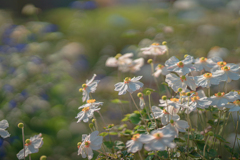 Where flowers bloom so does hope.