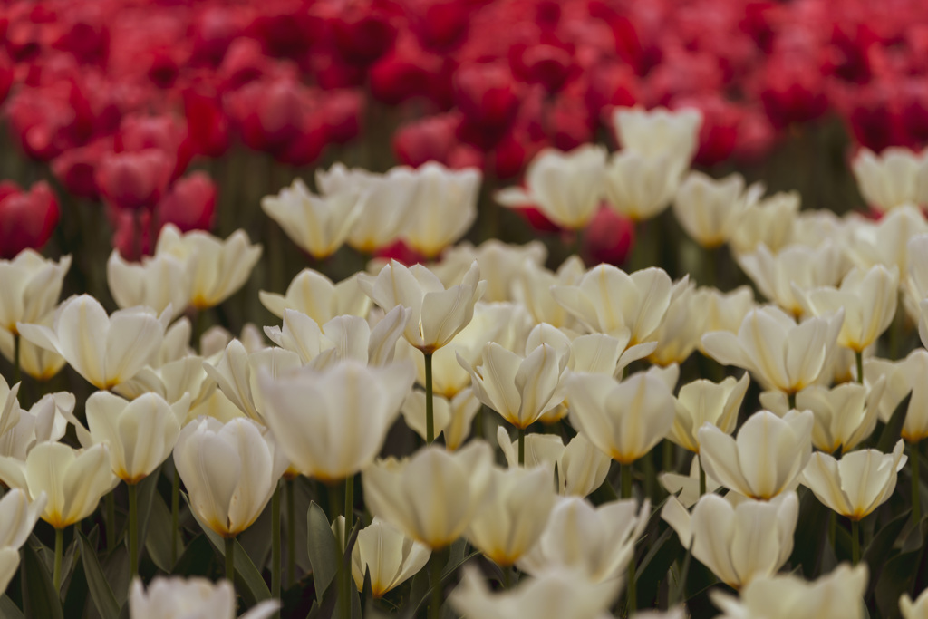  Red and white 