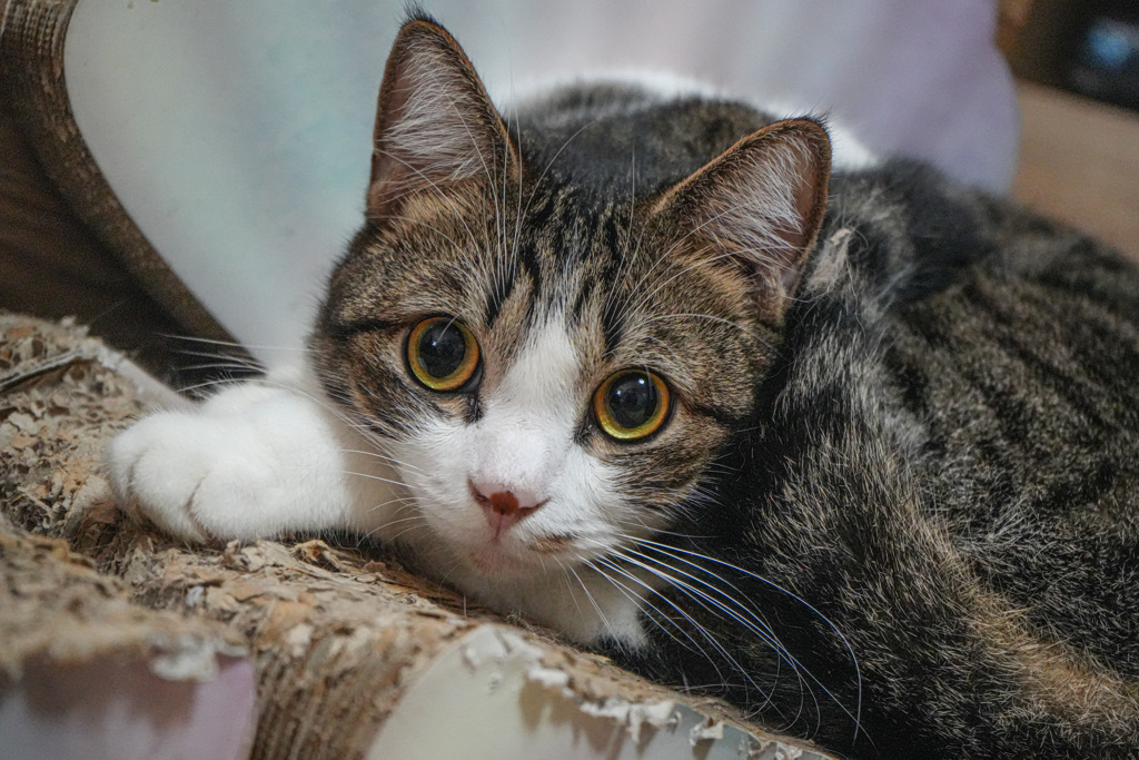 Even cats grow lonely and anxious.