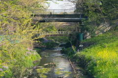  Blossom by blossom the spring begins.