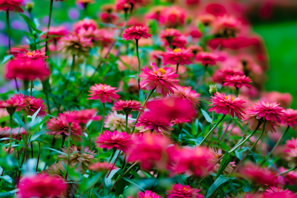 Where flowers bloom so does hope.