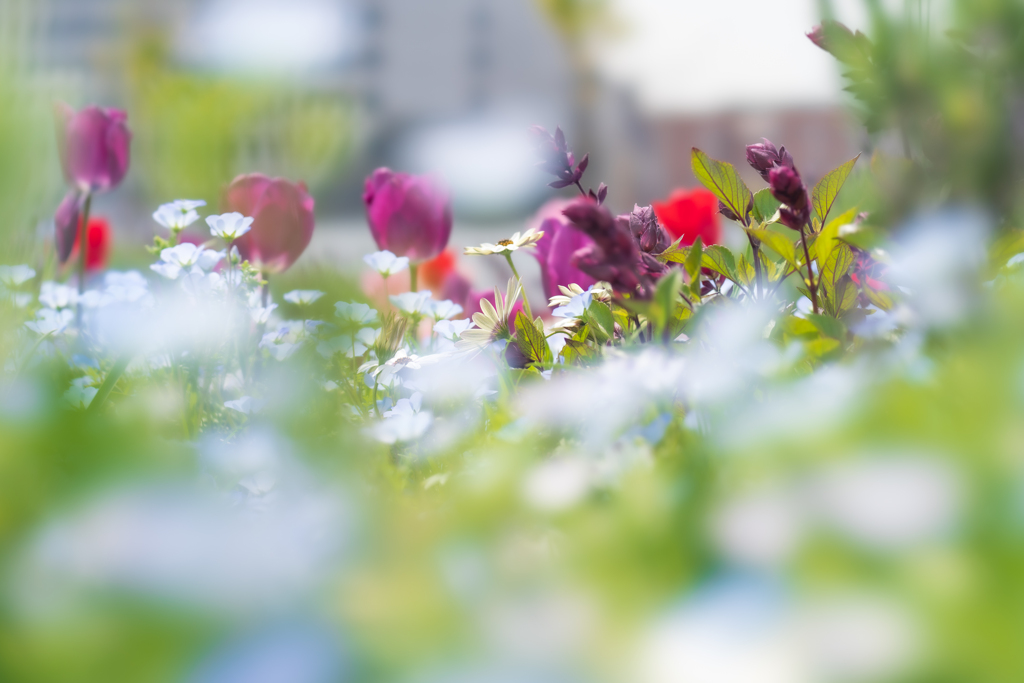 We admire their ephemeral beauty.