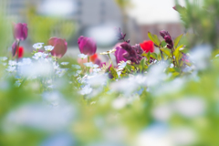 We admire their ephemeral beauty.