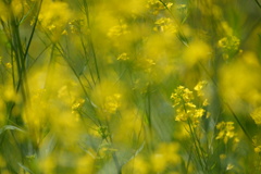 菜花