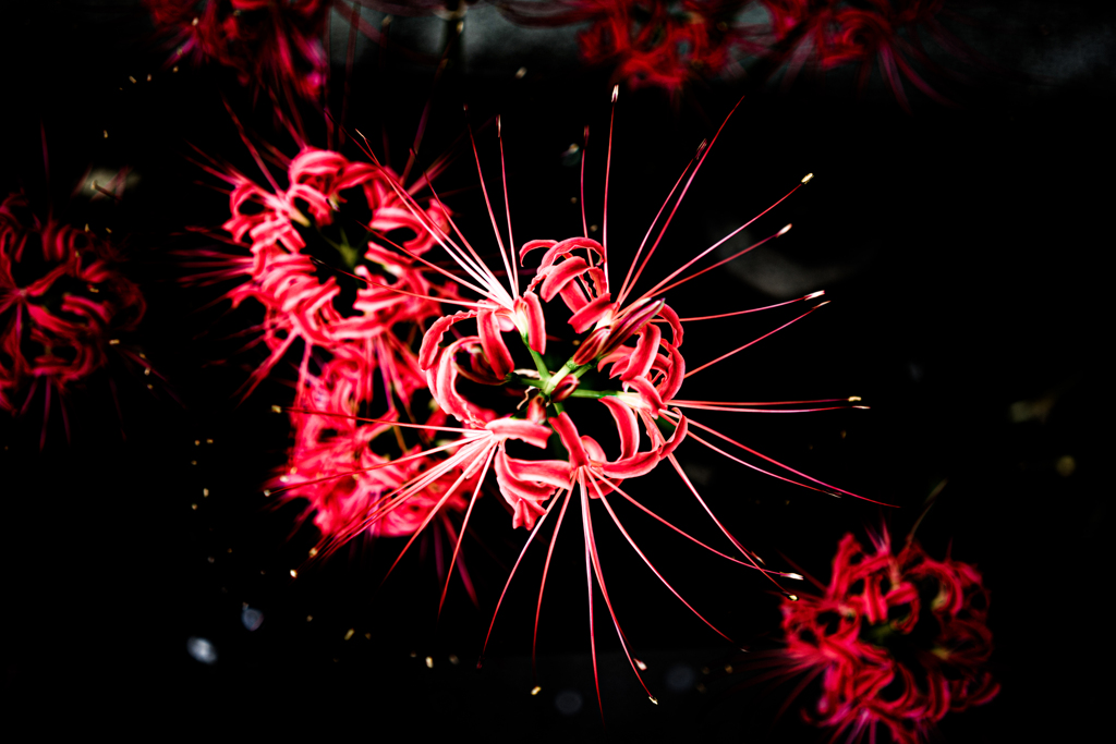 Red spider lily