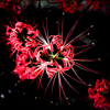 Red spider lily