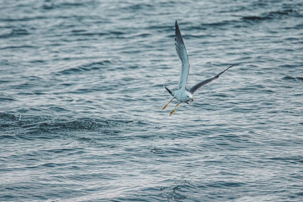 Jonathan Livingston Seagull by Kingfisher （ID：9544759 ...