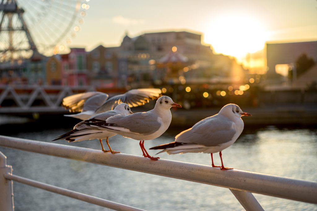  Birds of a feather will flock together.